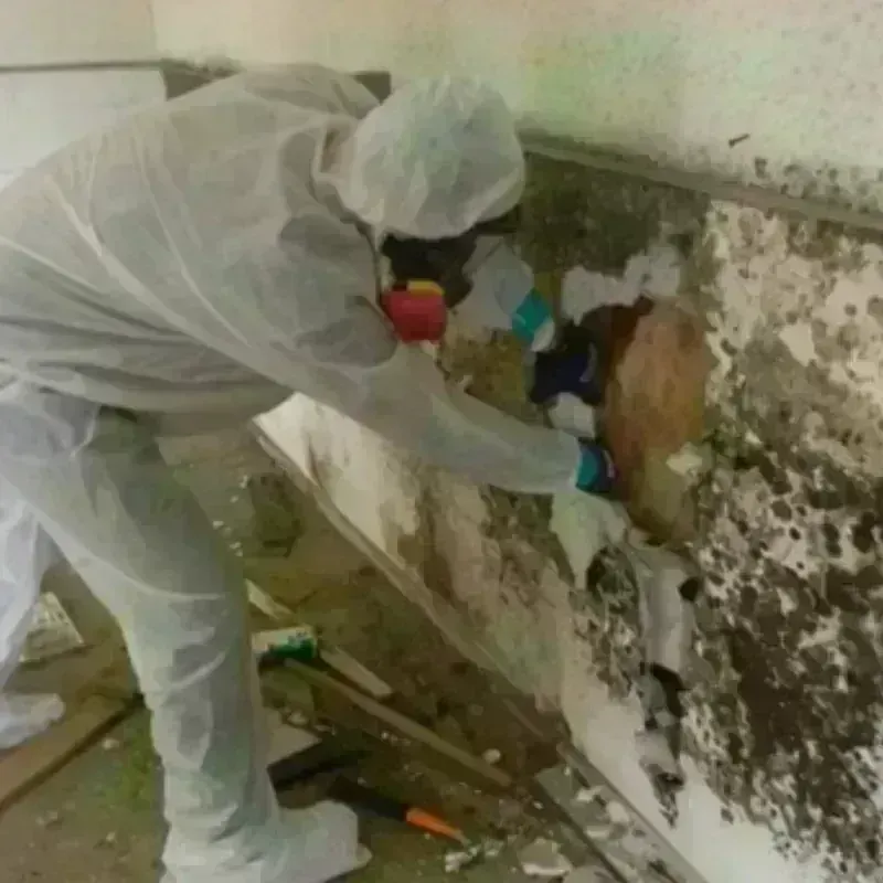 Mold Remediation and Removal in Sparta, GA